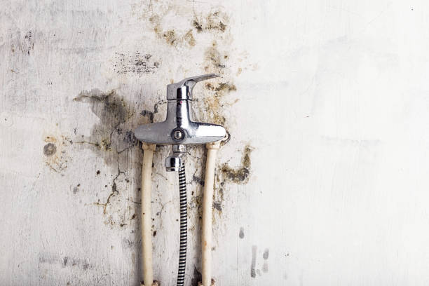Mold Removal Process in Gretna, LA