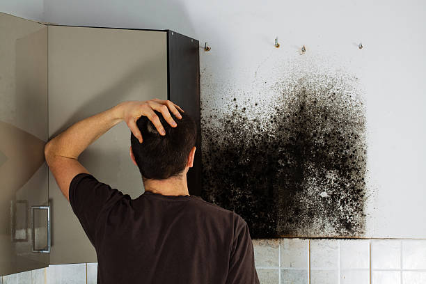 Best Crawl Space Mold Removal  in Gretna, LA